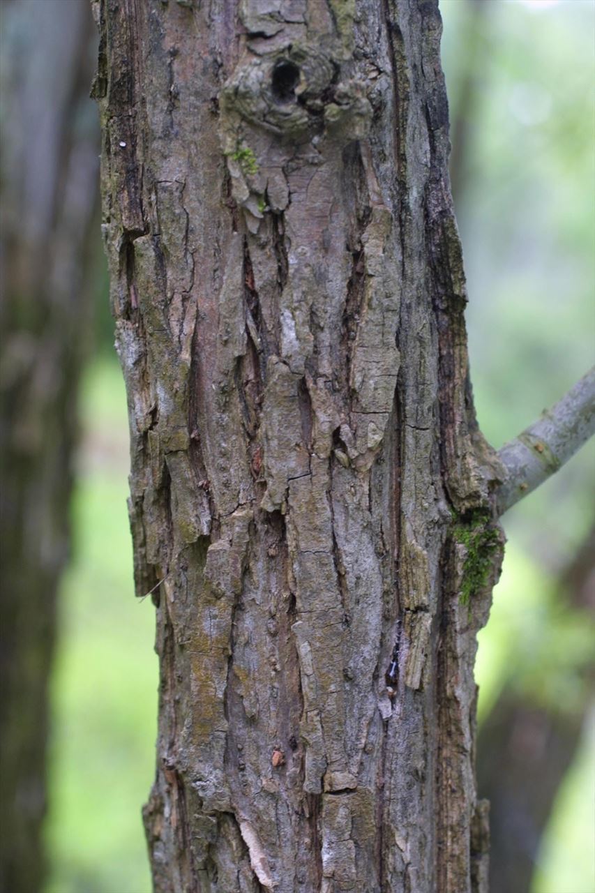 Bark willow de la varicose reviews recenzii Gel de vene anti-varicoase
